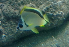 Johnrandallia nigrirostris