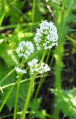 Plectritis macrocera