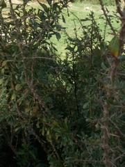 Dunalia brachyacantha