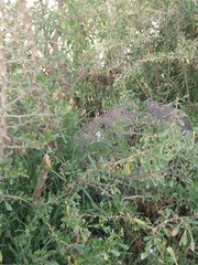 Dunalia brachyacantha