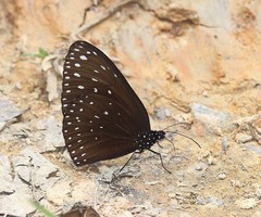 Euploea camaralzeman malayica