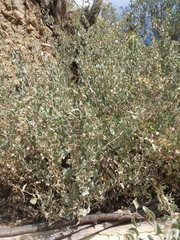 Atriplex rusbyi