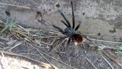 Dugesiella anitahoffmannae