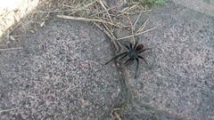 Dugesiella anitahoffmannae