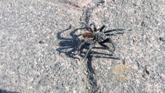 Dugesiella anitahoffmannae