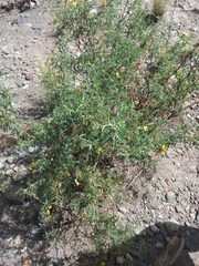 Adesmia miraflorensis