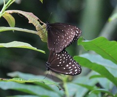 Euploea camaralzeman malayica