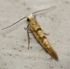 Argyresthia