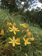Triteleia ixioides