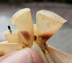 Australaria australasia