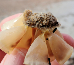 Australaria australasia