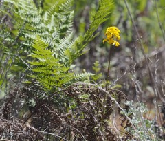 Erysimum teretifolium