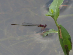 Enallagma dubium