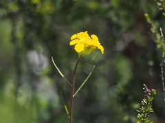 Erysimum teretifolium
