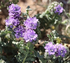 Phacelia popei
