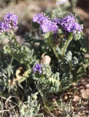 Phacelia popei