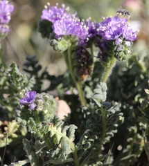 Phacelia popei