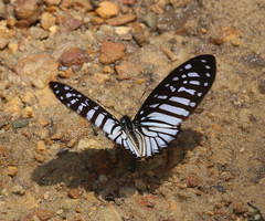Graphium ramaceus pendleburyi