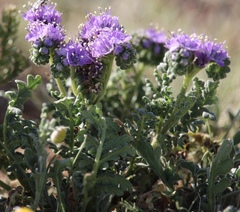 Phacelia popei