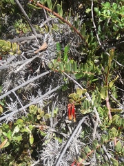 Tristerix penduliflorus