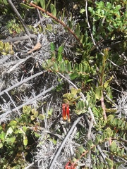 Tristerix penduliflorus