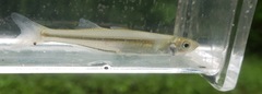 Mississippi Silverside photo 3