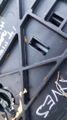 Cryptamorpha desjardinsi