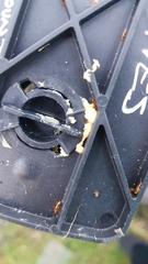 Cryptamorpha desjardinsi