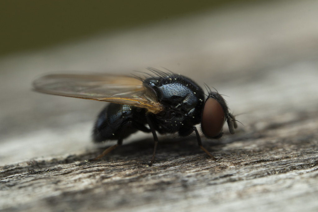 Lonchaea from 68 Mannheim, Germany on May 2, 2024 at 1122 AM by