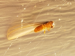 Coptotermes formosanus