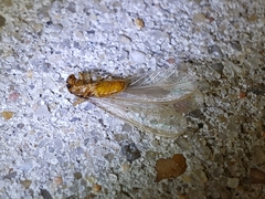 Coptotermes formosanus