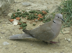 Streptopelia decaocto