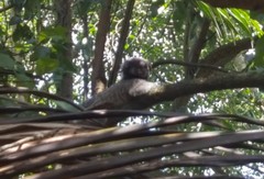 Callithrix jacchus × penicillata