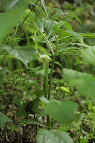 Dancing Crane Cobra Lily