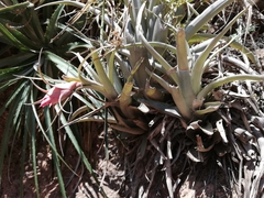 Tillandsia sphaerocephala