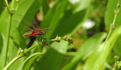 Urothemis signata insignata