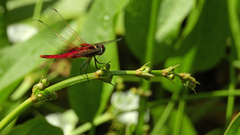 Urothemis signata insignata