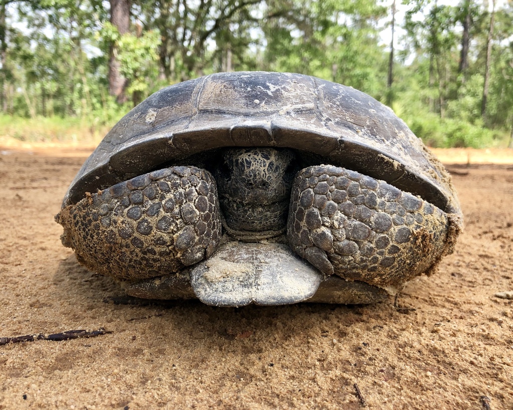 Gopher Tortoise on May 03, 2019 at 03:28 PM by mortejen · iNaturalist