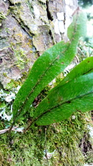 Pleopeltis crassinervata