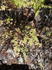 Adiantum orbignyanum