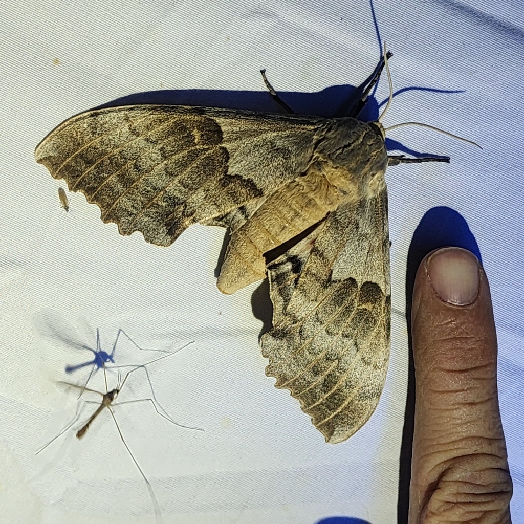 Western Poplar Sphinx from Fort Davis, TX 79734, USA on April 19, 2024 ...