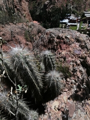 Oreocereus pseudofossulatus