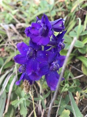 Delphinium decorum