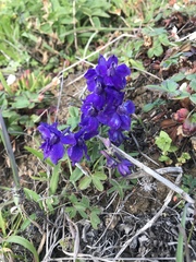 Delphinium decorum