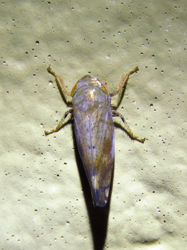 Privet Leafhopper photo 5