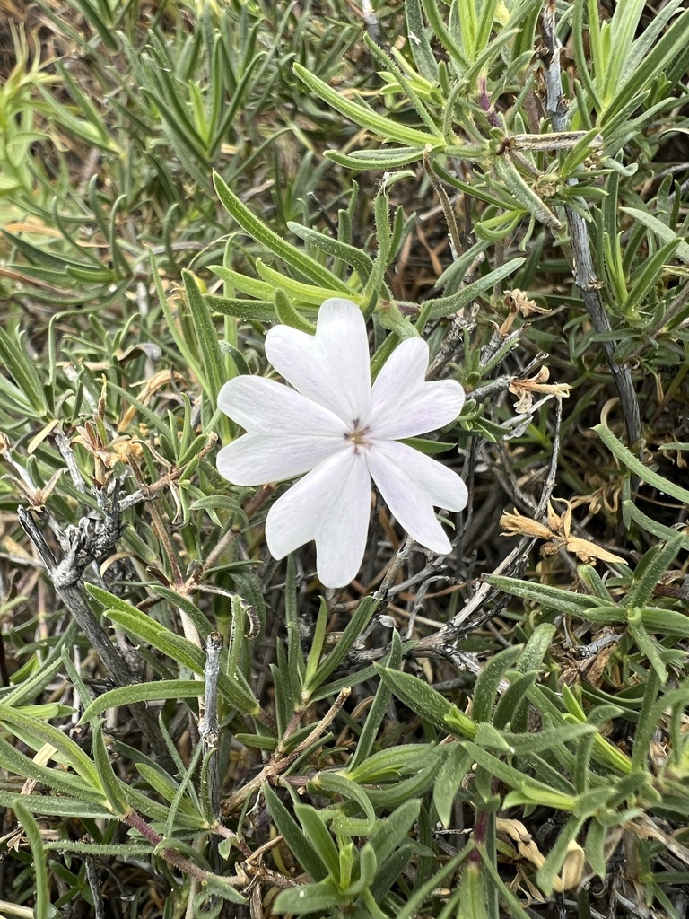 showy phlox from Grant County, WA, USA on May 6, 2024 at 12:26 PM by ...