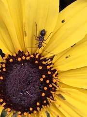 Closterocoris amoenus