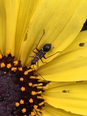 Closterocoris amoenus