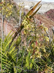 Epidendrum oreonastes
