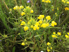 Castilleja campestris